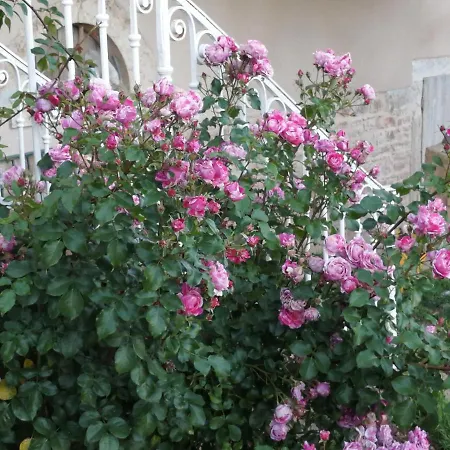 Pivoines Panzió 3*