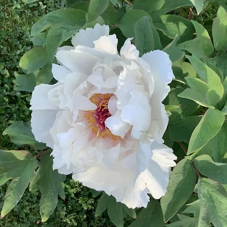 Pivoines לינה וארוחת בוקר Saint-Julien (Rhone)