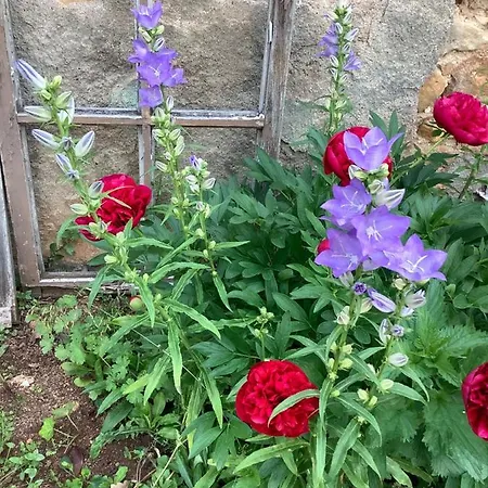 Pivoines Saint-Julien (Rhone)