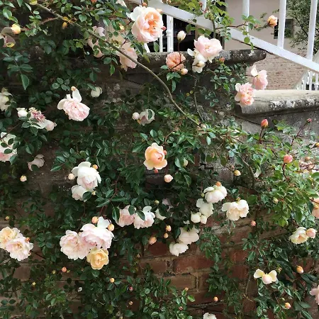 Pivoines 3* Saint-Julien