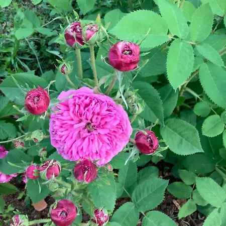 Pivoines 3*