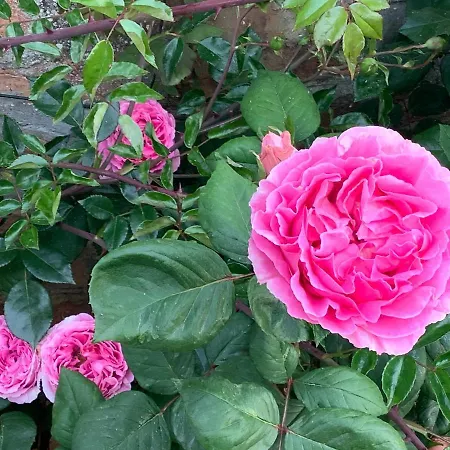 Pivoines Saint-Julien (Rhone)