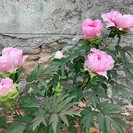 Pivoines