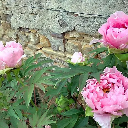 Pivoines 3*