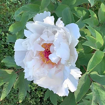 Pivoines Saint-Julien (Rhone)