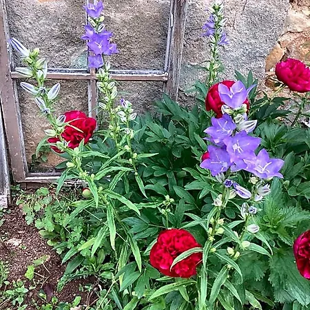 فندق مبيت وإفطار Pivoines Saint-Julien (Rhone)