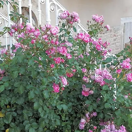 לינה וארוחת בוקר Pivoines Saint-Julien (Rhone)