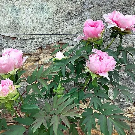 Pivoines 3*