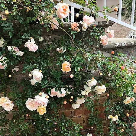 לינה וארוחת בוקר Pivoines Saint-Julien (Rhone)