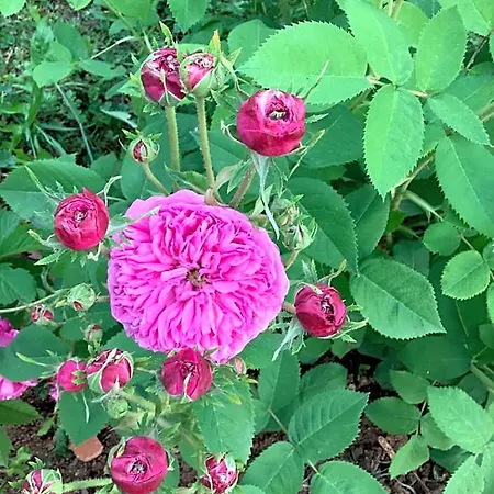 Pivoines Saint-Julien (Rhone)