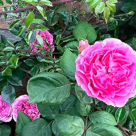 Pivoines לינה וארוחת בוקר 3*
